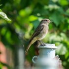 8 Tips For Getting That Wren To Visit Your Yard 13 Wren To Visit Your Yard